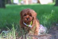 Hunter, a male Miniature Goldendoodle for sale in Dundee, OH – 4 of 10