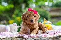AKC Poppy, a female Poodle - Standard  for sale in Dundee, OH – 7 of 8
