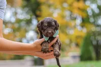 Nemo, a male Bernedoodle for sale in Dundee, OH – 5 of 8