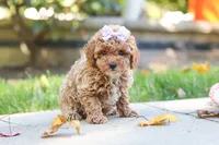 Jodi, a female Poodle - Toy  for sale in Dundee, OH – 2 of 9