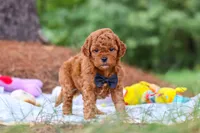 Ace, a male Goldendoodle for sale in Dundee, OH – 4 of 9