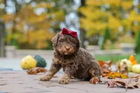 Peaches, a female Bernedoodle for sale in Dundee, OH – 3 of 8