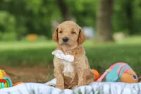 AKC Leo, a male Poodle - Standard  for sale in Dundee, OH – 5 of 7