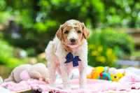 AKC Bluey, a male Poodle - Standard  for sale in Dundee, OH – 1 of 8