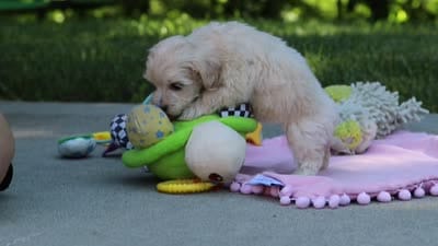 Chase, a male Maltipoo for sale in Dundee, OH – 6 of 6