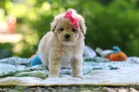 Nicole, a female Maltipoo for sale in Dundee, OH – 2 of 6