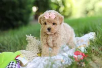 Taylor, a female Maltipoo for sale in Dundee, OH – 5 of 10