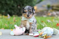 Emmett, a male Miniature Aussiedoodle for sale in Dundee, OH – 2 of 10