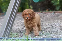 Benji, a male Miniature Goldendoodle for sale in Dundee, OH – 9 of 10