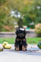 Millie, a female Bernedoodle for sale in Dundee, OH – 6 of 8