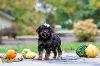 Millie, a female Bernedoodle for sale in Dundee, OH – 5 of 8
