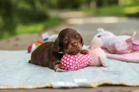 Maverick, a male Miniature Dachshund for sale in Dundee, OH – 10 of 10