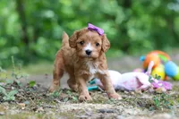 Vivian, a female Cavapoo for sale in Dundee, OH – 7 of 10