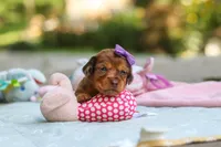 Elle, a female Miniature Dachshund for sale in Dundee, OH – 4 of 9