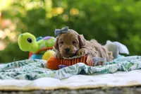 Bella, a female Maltipoo for sale in Dundee, OH – 2 of 4