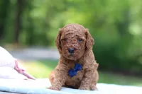 Benji, a male Miniature Goldendoodle for sale in Dundee, OH – 9 of 10