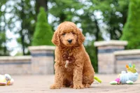 Caleb, a male Miniature Goldendoodle for sale in Dundee, OH – 5 of 10