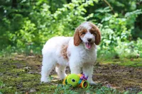 AKC Blossom, a female Poodle - Standard  for sale in Dundee, OH – 2 of 6