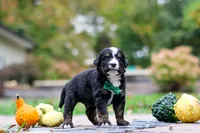 Kyle, a male Bernedoodle for sale in Dundee, OH – 3 of 9