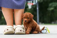 Kobe, a male Goldendoodle for sale in Dundee, OH – 2 of 10