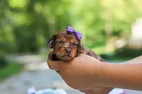 Elle, a female Miniature Dachshund for sale in Dundee, OH – 7 of 9