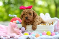 Lilly, a female Poodle - Toy  for sale in Dundee, OH – 2 of 9