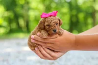 Lilly, a female Poodle - Toy  for sale in Dundee, OH – 4 of 9