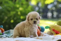 Benji, a male Maltipoo for sale in Dundee, OH – 3 of 6