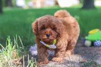 Hunter, a male Miniature Goldendoodle for sale in Dundee, OH – 9 of 10