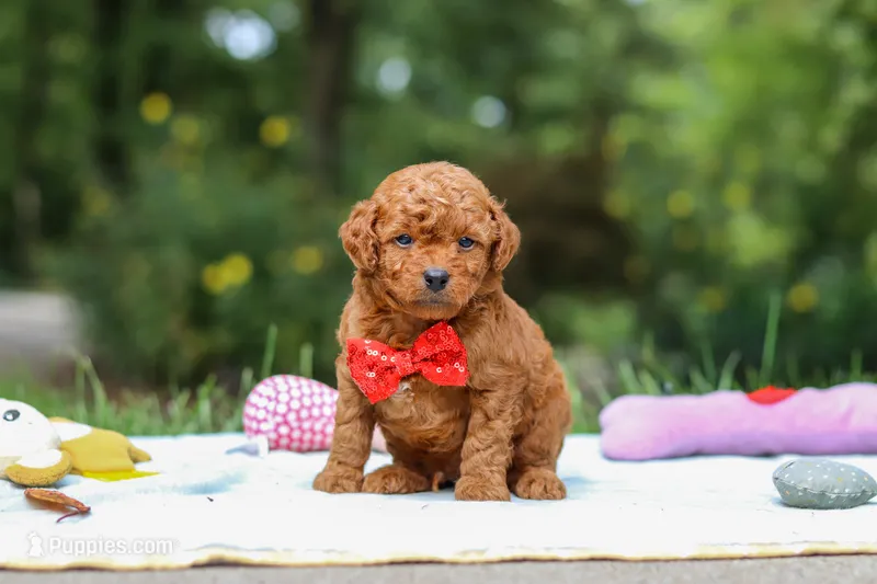 Kobe – Goldendoodle puppy for sale in Dundee, OH
