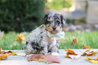 Emmett, a male Miniature Aussiedoodle for sale in Dundee, OH – 1 of 10