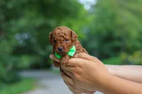 Bodie, a male Goldendoodle for sale in Dundee, OH – 5 of 7