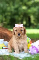 Lila, a female Miniature Goldendoodle for sale in Dundee, OH – 8 of 10