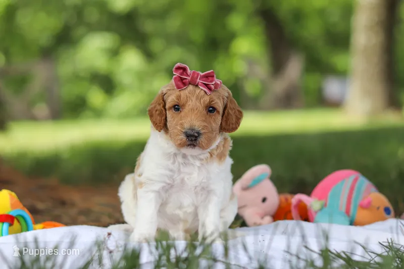Zoey – Poodle - Standard  puppy for sale in Dundee, OH