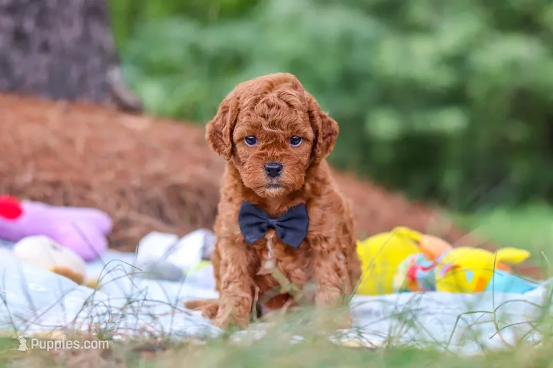 Ace – Goldendoodle puppy for sale in Dundee, OH