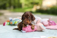 Maverick, a male Miniature Dachshund for sale in Dundee, OH – 7 of 10