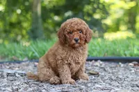 Benji, a male Miniature Goldendoodle for sale in Dundee, OH – 4 of 10