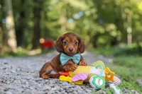 AKC Nemo, a male Miniature Dachshund for sale in Dundee, OH – 7 of 10