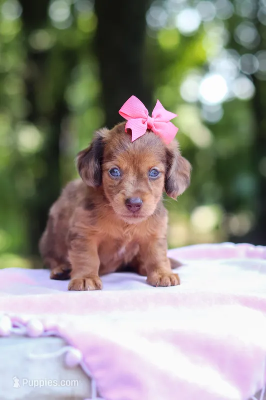 AKC Elle – Miniature Dachshund puppy for sale in Dundee, OH