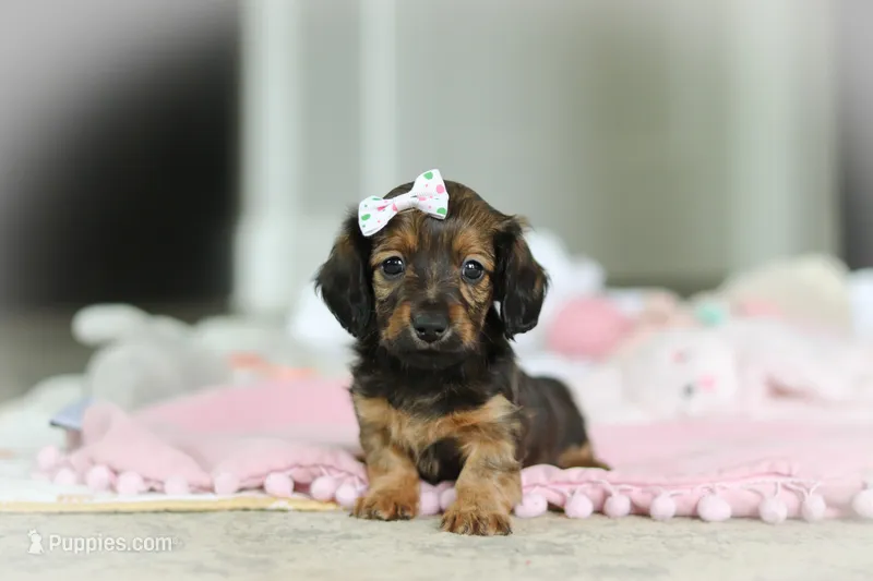 AKC Dolly – Miniature Dachshund puppy for sale in Dundee, OH