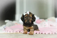 AKC Dolly, a female Miniature Dachshund for sale in Dundee, OH – 1 of 6
