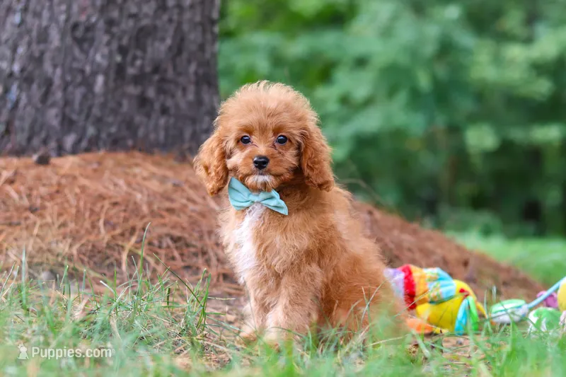 Victor – Cavapoo puppy for sale in Dundee, OH