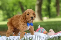 AKC Blaze, a male Poodle - Standard  for sale in Dundee, OH – 5 of 8