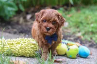 Sparky, a male Miniature Goldendoodle for sale in Dundee, OH – 8 of 10