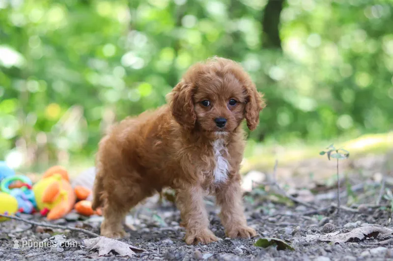Victor – Cavapoo puppy for sale in Dundee, OH