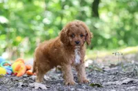 Victor, a male Cavapoo for sale in Dundee, OH – 1 of 10
