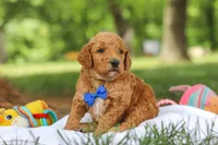 AKC Blaze, a male Poodle - Standard  for sale in Dundee, OH – 3 of 8