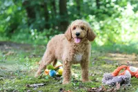 AKC Leo, a male Poodle - Standard  for sale in Dundee, OH – 4 of 6