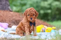 Ace, a male Goldendoodle for sale in Dundee, OH – 3 of 9