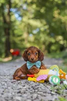 AKC Nemo, a male Miniature Dachshund for sale in Dundee, OH – 6 of 10